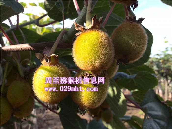 陕西红心PG国际猕猴桃