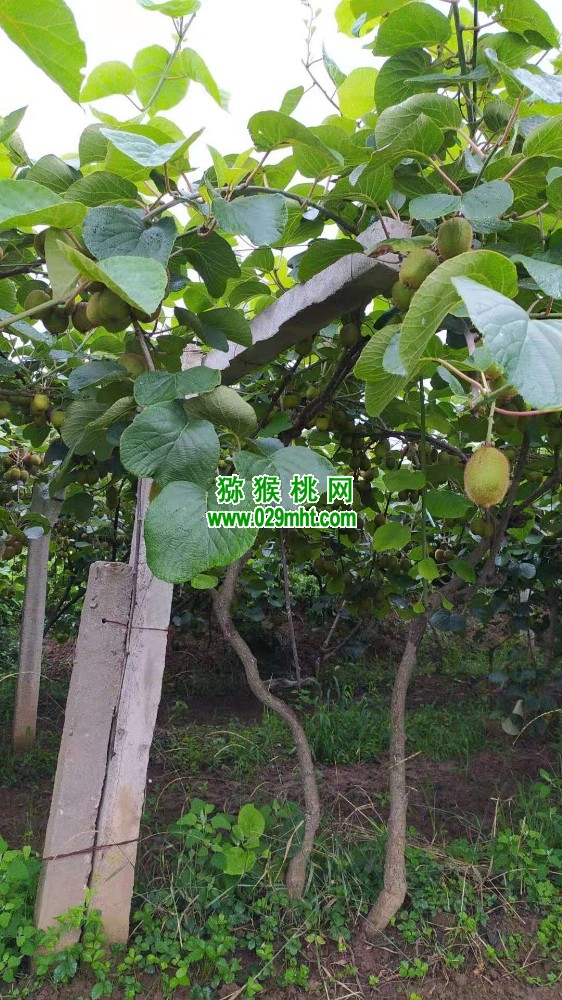 PG国际 cf73c