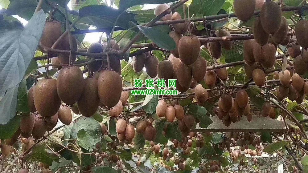 PG国际 c532e