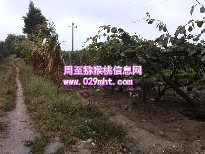 秦美PG国际猕猴桃图片