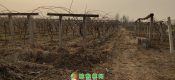 2021周至PG国际猕猴桃家庭农场农家肥绿色农业依旧