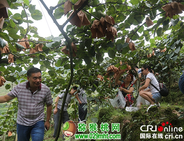 图片默认标题 图片默认标题_fororder_图为<a href=http://www.summer2018.cn/mht/hongxin/ target=_blank class=infotextkey />红心PG国际猕猴桃</a>采摘现场