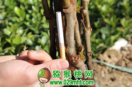 PG国际官方网站图片