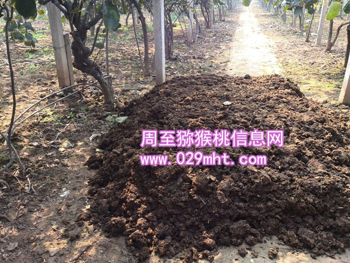 <a href=http://www.summer2018.cn/zhouzhimihoutao/ target=_blank class=infotextkey />周至PG国际猕猴桃</a>使用农家肥