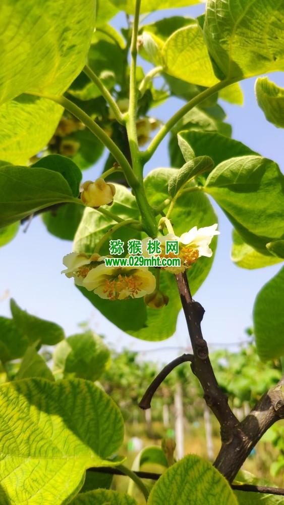 PG国际 af343