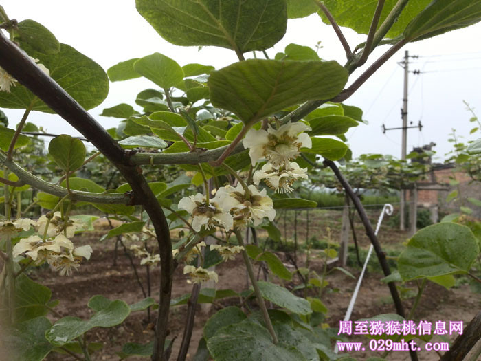 西安PG国际猕猴桃开花