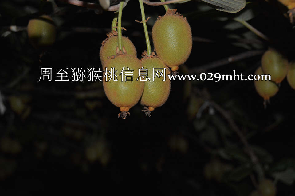 夜拍PG国际猕猴桃5.jpg