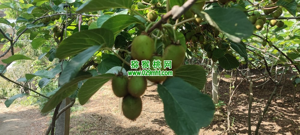 PG国际 bf43d
