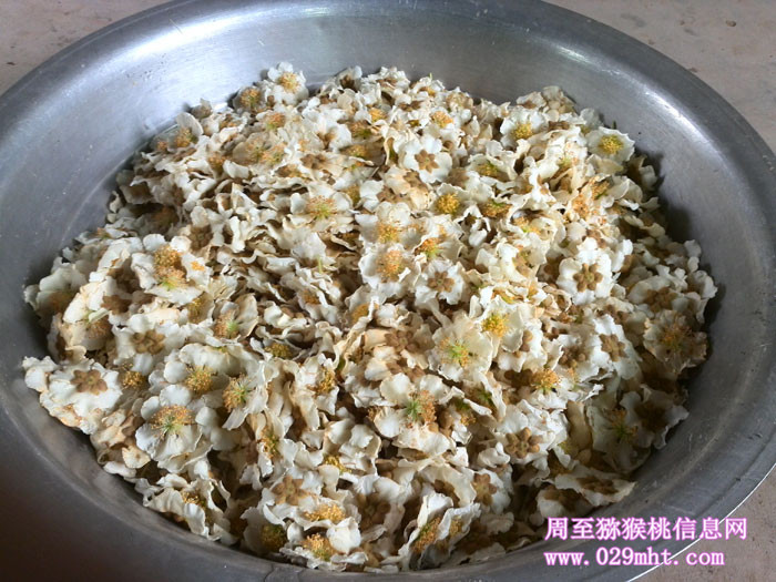陕西PG国际猕猴桃开花