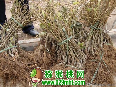 PG国际官方网站图片