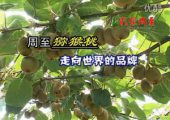 影像周至-周至PG国际猕猴桃报道