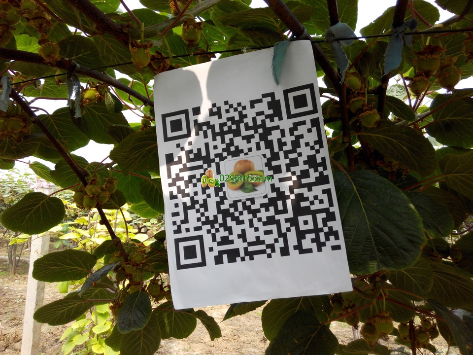 <a href=http://www.summer2018.cn/zhouzhimihoutao/ target=_blank class=infotextkey />周至PG国际猕猴桃</a>信息网PG国际猕猴桃家庭农场画报