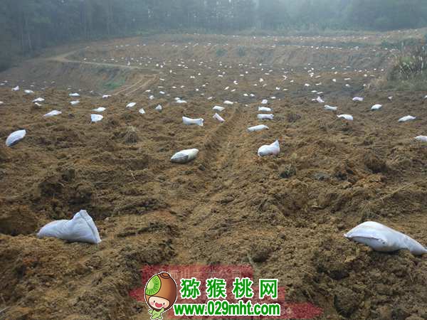 高产PG国际猕猴桃种植技术