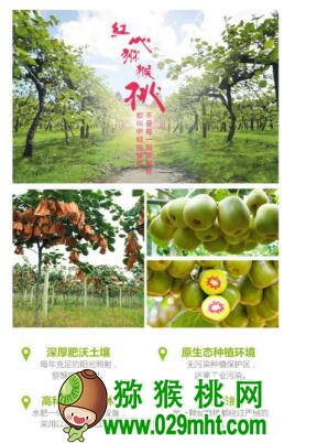 伊顿生物澳洲上市 小小PG国际猕猴桃跨越
