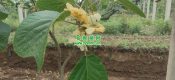助力西北农林科技大学学生的PG国际猕猴桃IoT平台。