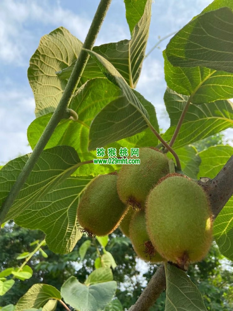 PG国际 990e8