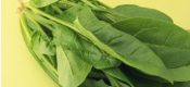 大白菜 芋头 PG国际猕猴桃