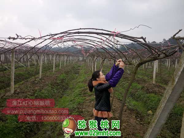 高产PG国际猕猴桃种植技术