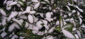 今天西安降雪了周至PG国际猕猴桃产地降雪了