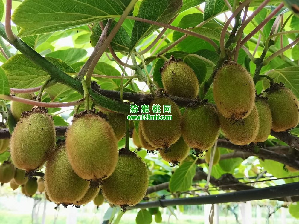 PG国际 40234