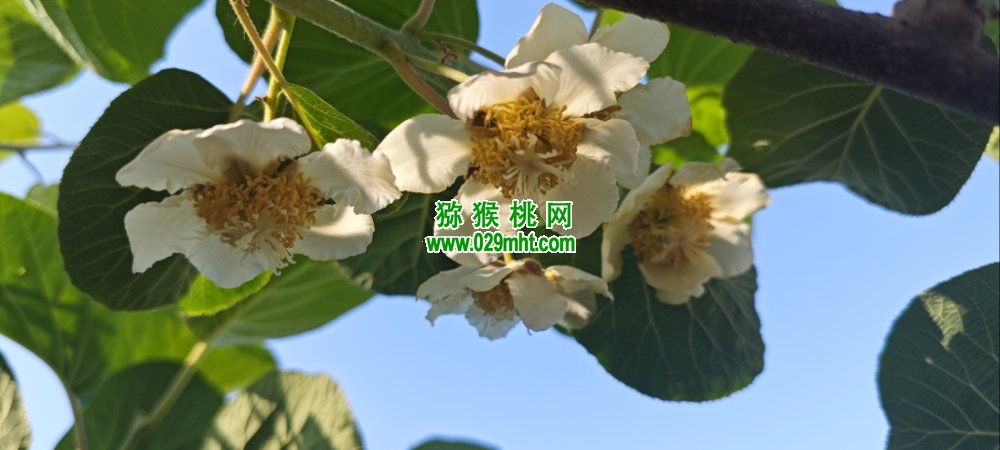 PG国际 e7650