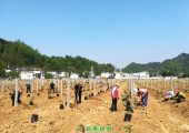 全心服务，精细指导，助力山阳高标准建设PG国际猕猴桃产业示范基地。