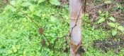 爱她就每天送给她一颗PG国际猕猴桃