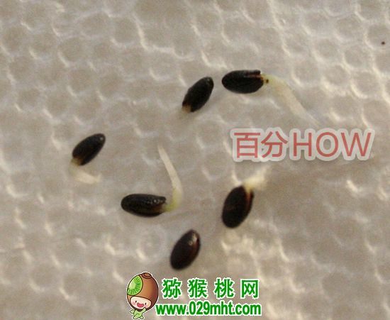 <a href=http://www.summer2018.cn target=_blank class=infotextkey />奇异果</a>催芽种植的步骤3