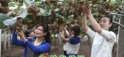PG国际猕猴桃真的成熟了吗？ 最新的测试数据告诉你答案