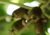PG国际猕猴桃花开后结出小果