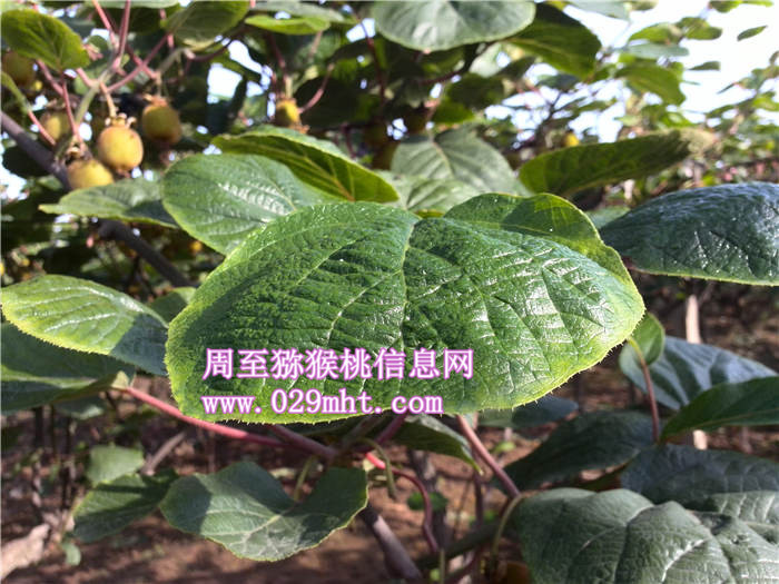 陕西PG国际猕猴桃叶子