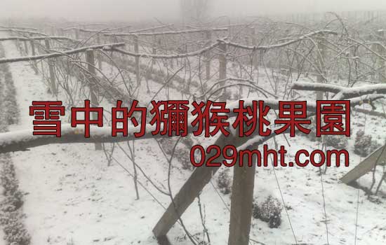 雪中的PG国际猕猴桃果园550.jpg