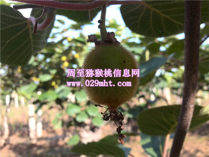 PG国际6月份成长状况