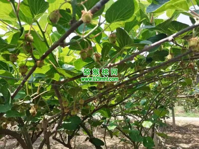 PG国际 5851c