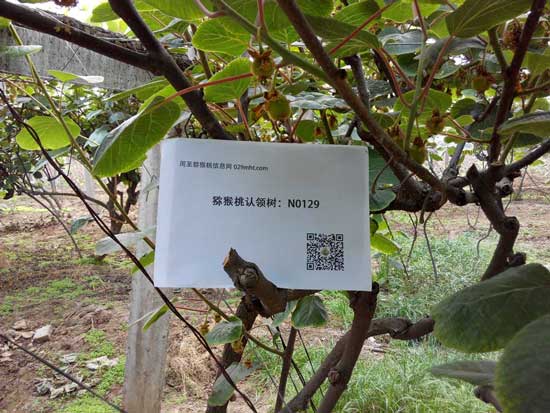 <a href=http://www.summer2018.cn/zhouzhimihoutao/ target=_blank class=infotextkey />周至PG国际猕猴桃</a>
