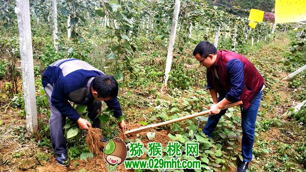 <a href=http://www.summer2018.cn/guizhoumihoutao/ target=_blank class=infotextkey />贵州PG国际猕猴桃</a>种植技术专家唐冬梅介绍